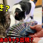 ワンピースカード最新弾『強大な敵』を猫と開封してみた