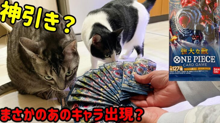 ワンピースカード最新弾『強大な敵』を猫と開封してみた