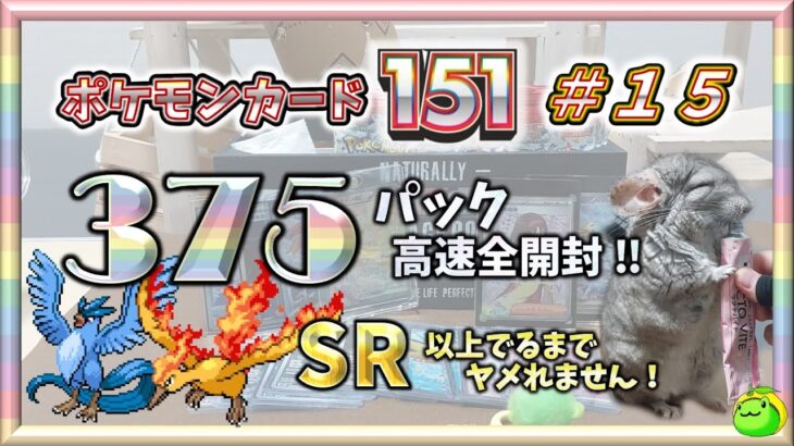 【ポケカ】 トトちゃん参戦！かわええぁ…　 ３７５パック高速全開封 !! SR 以上出るまでヤメれません!!  ポケモンカード１５１＃１５ 【pokemon card game】